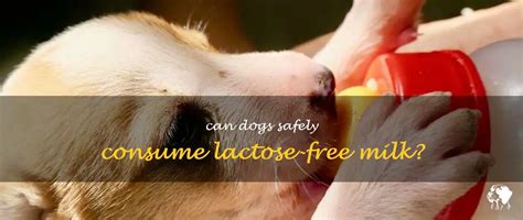 can dogs digest lactose.